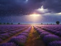 Lavender field sunset and lines Royalty Free Stock Photo