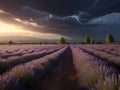 Lavender field sunset and lines Royalty Free Stock Photo