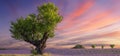 Lavender field at sunset near Valensole Royalty Free Stock Photo