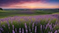 lavender field at sunset a panoramic banner with purple lavender flowers and green grass on a blurred blue sky background Royalty Free Stock Photo