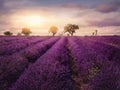 Lavender field