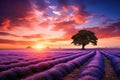 Lavender field at sunset in Provence, France, Stunning lavender field landscape Summer sunset with single tree, AI Generated Royalty Free Stock Photo