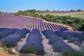 Lavender field at sunset in Provence Royalty Free Stock Photo