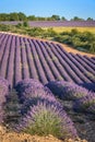 Lavender field at sunset in Provence Royalty Free Stock Photo