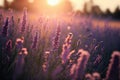 Lavender Field at Sunset, Purple Flowers, Morning Lavender Fields, Abstract Generative AI Illustration