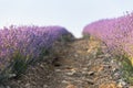 Lavender field at sunset. Rows of blooming lavende to the horizon. Provence region of France.