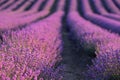 Lavender field at sunset. Rows of blooming lavende to the horizon. Provence region of France.