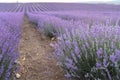 Lavender field at sunset. Rows of blooming lavende to the horizon. Provence region of France.