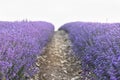 Lavender field at sunset. Rows of blooming lavende to the horizon. Provence region of France.