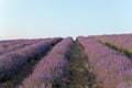 Lavender field at sunset. Rows of blooming lavende to the horizon. Provence region of France.