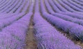 Lavender field at sunset. Rows of blooming lavende to the horizon. Provence region of France.