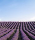 Lavender field at sunset. Rows of blooming lavende to the horizon. Provence region of France.