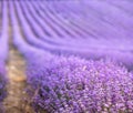 Lavender field at sunset. Rows of blooming lavende to the horizon. Provence region of France.