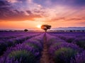 Lavender Field at Sunset with a Single Tree Royalty Free Stock Photo