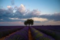 Lavender field plantation during sunset on a summer day Royalty Free Stock Photo