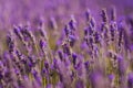 Lavender field at tasmania Royalty Free Stock Photo