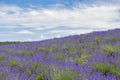 Lavender Field at Tomita Farm, Furano, Hokkaido, Japan in Summer Royalty Free Stock Photo