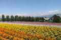 Lavender Field, Tomita Farm, Japan