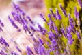 Lavender Field Royalty Free Stock Photo