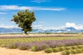 lavender field with a tree, Plateau de Valensole, Provence, Fran Royalty Free Stock Photo