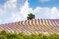 lavender field with a tree, Provence, France Royalty Free Stock Photo