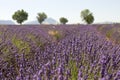 Lavender field with tree. Provence. France. Royalty Free Stock Photo