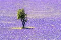 Lavender field and tree in Provence in France Royalty Free Stock Photo