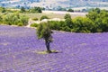 Lavender field and tree in Provence in France Royalty Free Stock Photo