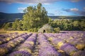 Lavender field and tree in Provence Royalty Free Stock Photo