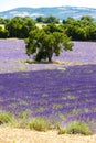 lavender field with a tree, Provence, France Royalty Free Stock Photo