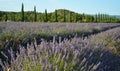 Lavender field with trees and blue sky in the background. Provence lavender fields. France.