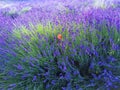 Lavender field, tulip, flowers, nature and environment in Castelnuovo Don Bosco town, Piedmont region,  Italy Royalty Free Stock Photo