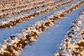 Lavender Field Under Snow Royalty Free Stock Photo