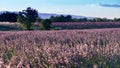 Lavender Field in Valensole France with soft back ground of a hill and blue sky Royalty Free Stock Photo