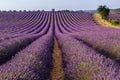 Lavender field in Valensole plateau, Provence Royalty Free Stock Photo