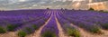 Lavender field Royalty Free Stock Photo