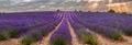 Lavender field