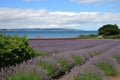 lavender field with view of the ocean, ideal for peaceful meditation