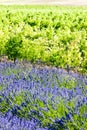 lavender field with vineyard, Drome Department, Rhone-Alpes, Fra Royalty Free Stock Photo