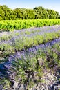 lavender field with vineyard, Drome Department, Rhone-Alpes, Fra Royalty Free Stock Photo