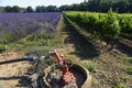 Lavender field and vineyard in Provence Royalty Free Stock Photo