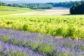 lavender field with vineyards, Drome Department, Rhone-Alpes, Fr Royalty Free Stock Photo