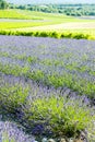 lavender field with vineyards, Drome Department, Rhone-Alpes, Fr Royalty Free Stock Photo