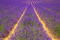 Lavender field. Violet fragrant lavender flowers.