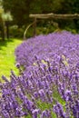 Lavender field and wagon wheel in Sequim Royalty Free Stock Photo