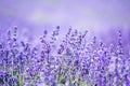 Lavender field in Italy