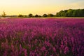 Lavender field. Wild-groving lavender violet flowers..Large purple meadow. Summer blooming landscape at the sunset. Landscape wall Royalty Free Stock Photo