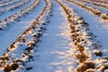 Lavender Field In Winter Royalty Free Stock Photo