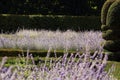 Lavender Fields