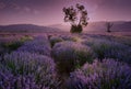 Lavender fields. Beautiful image of lavender field. Summer sunset landscape, contrasting colors. Dark clouds, dramatic sunset. Royalty Free Stock Photo